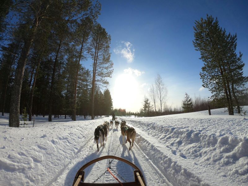 Husky ride