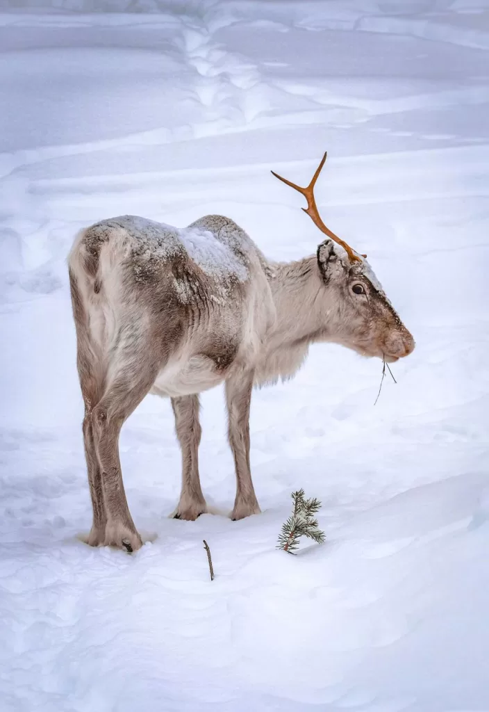 Reindeer