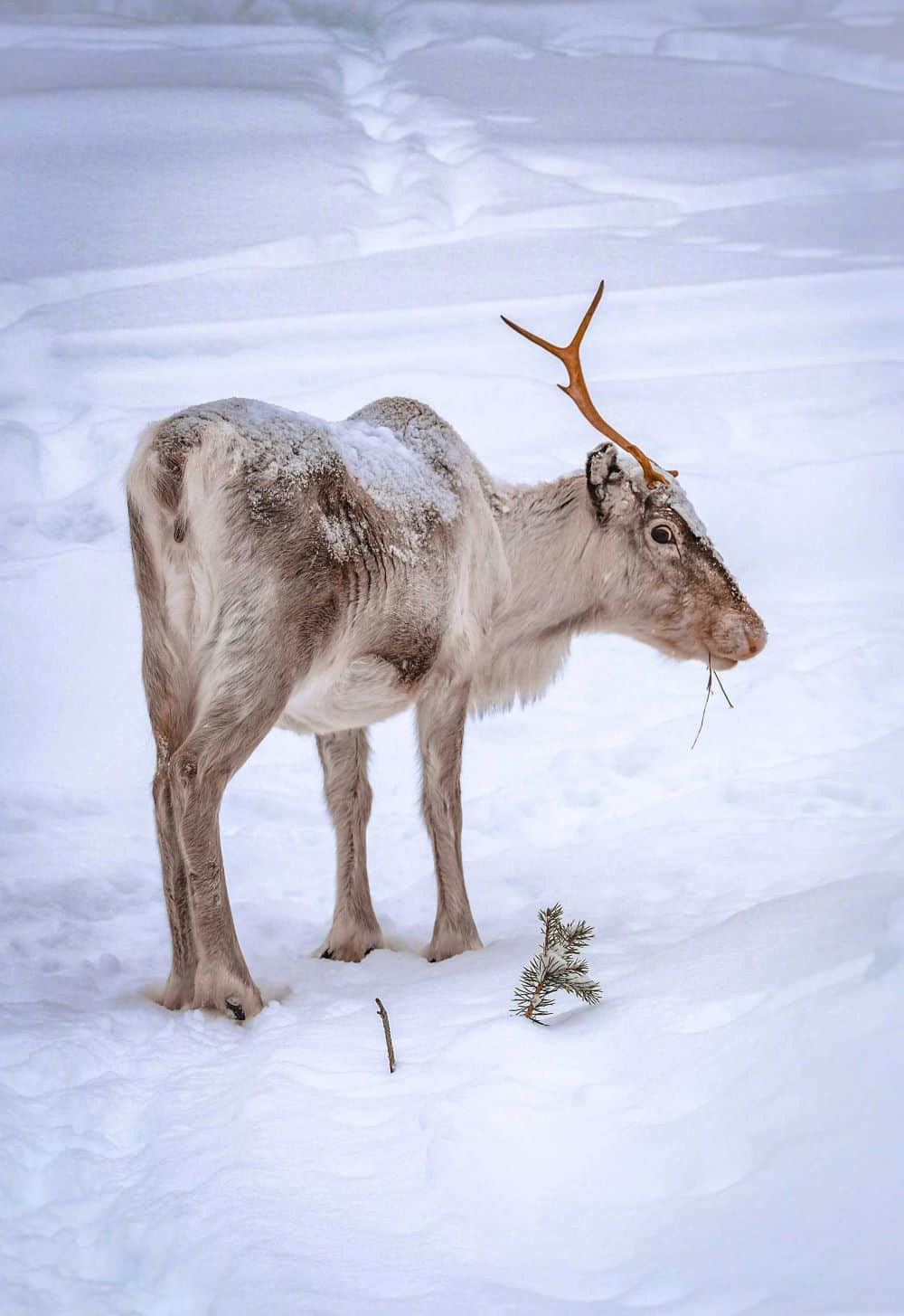 Reindeer