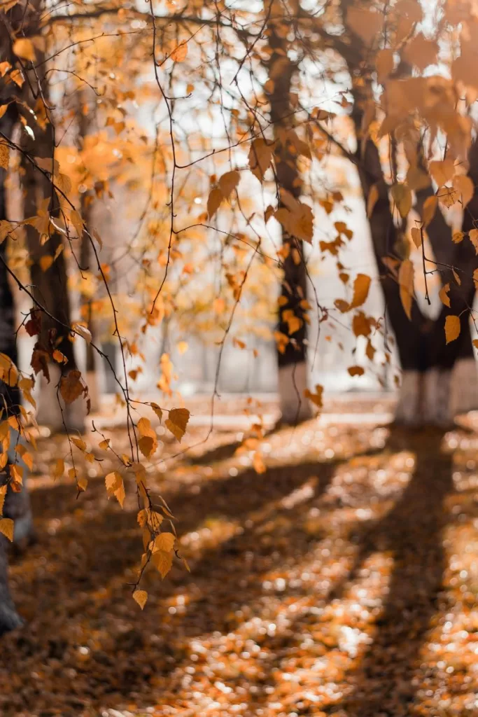 autumn in lapland